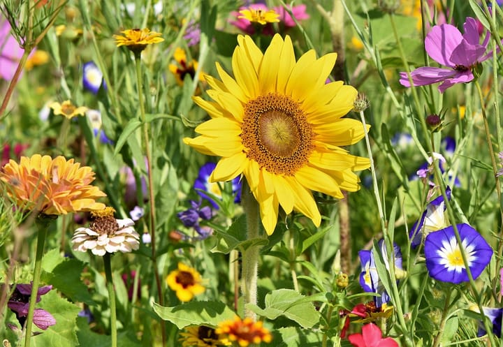 The meadow at the end of summer