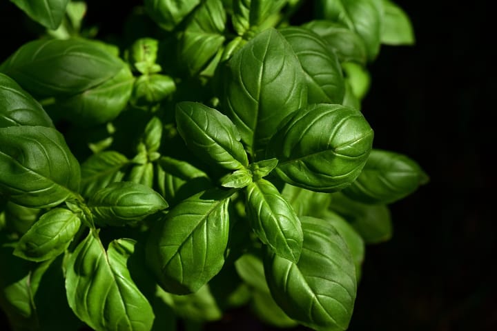 Cooking from the windowsill garden